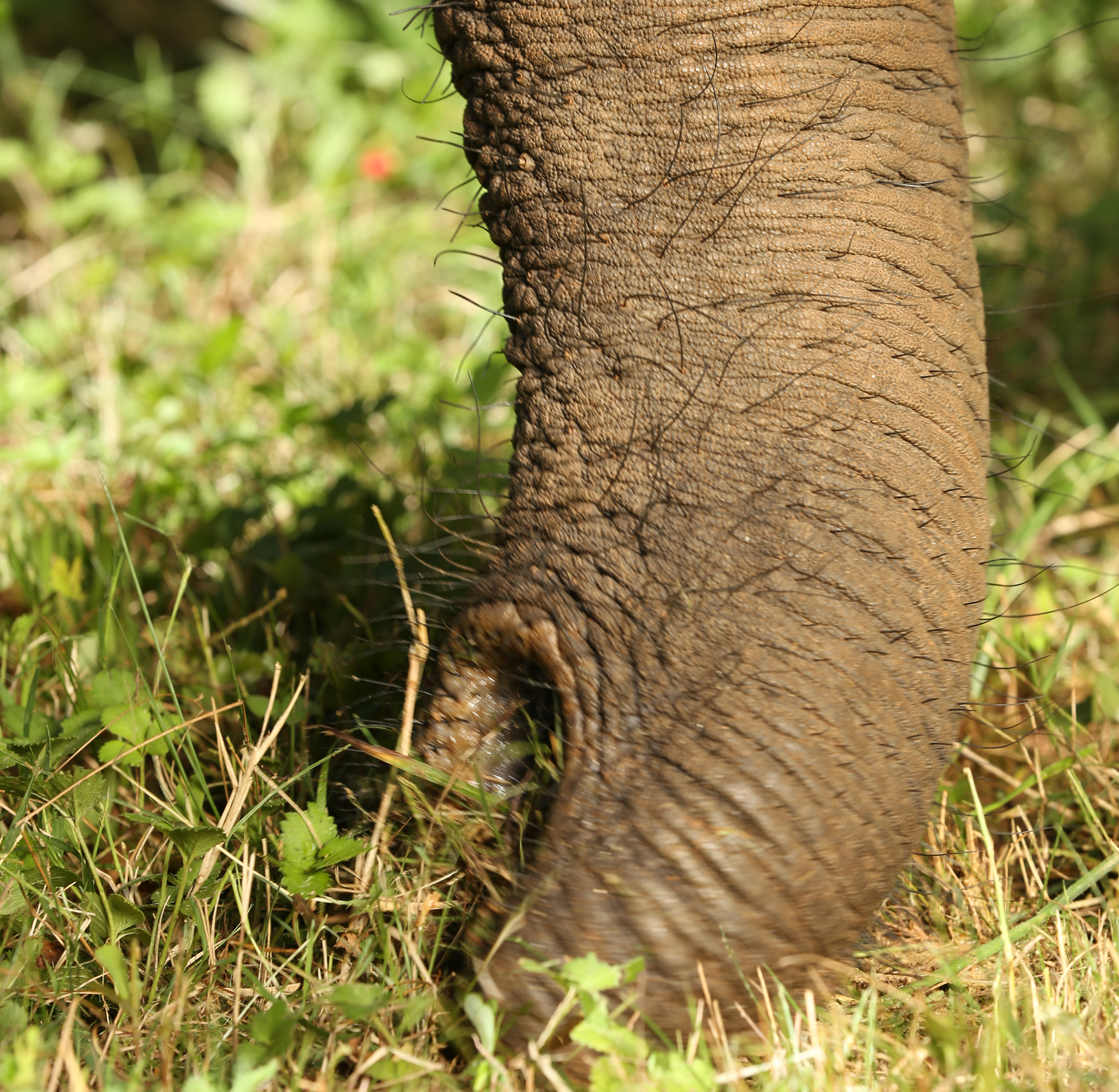 How the Elephant Uses its Trunk to Eat | School of Biological Sciences ...