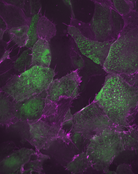 Cytoskeleton from the Nie Lab