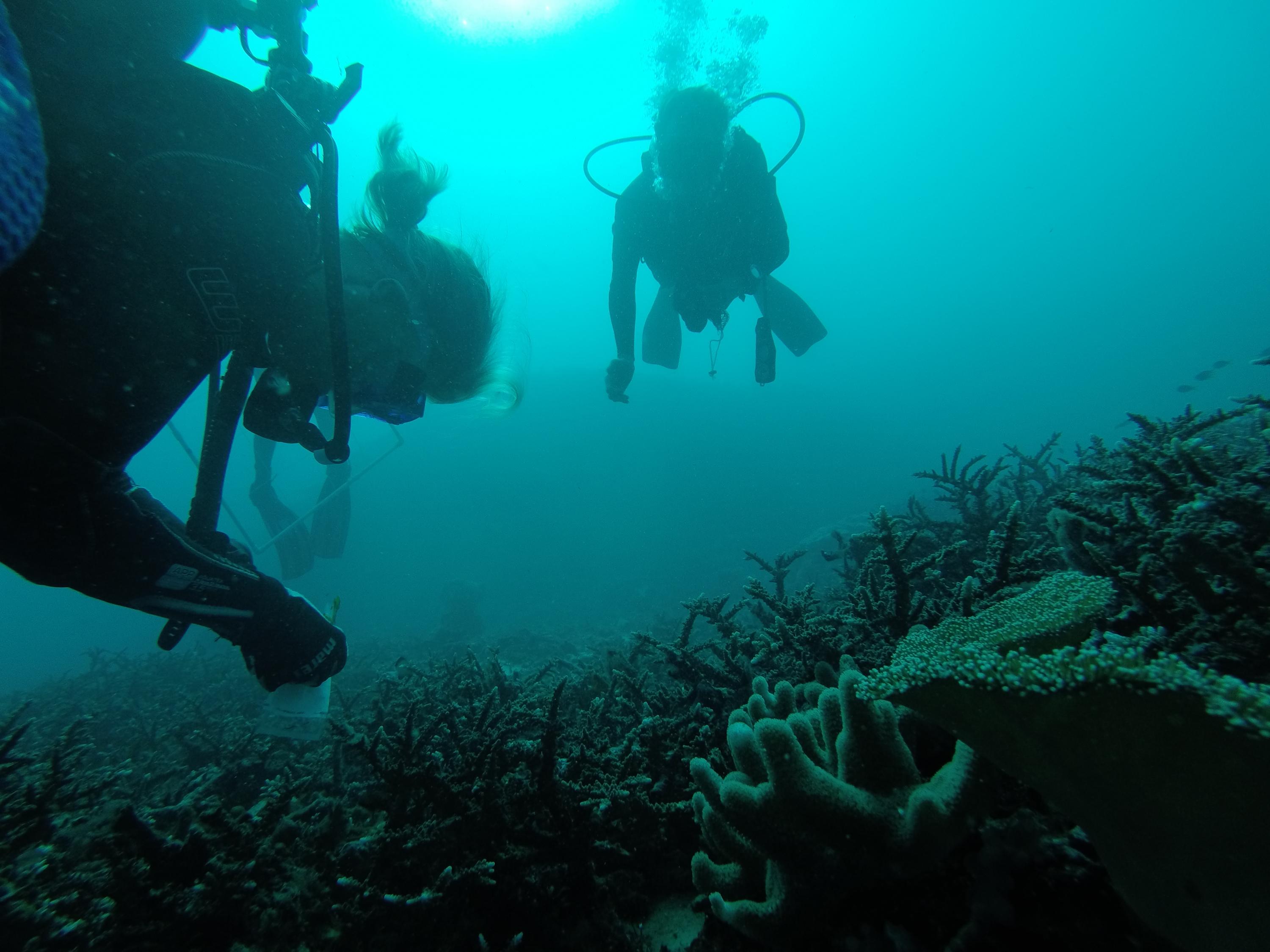 College of Sciences researcher Julia Kubanek (left) takes a seaweed sample near Fiji in 2017. 