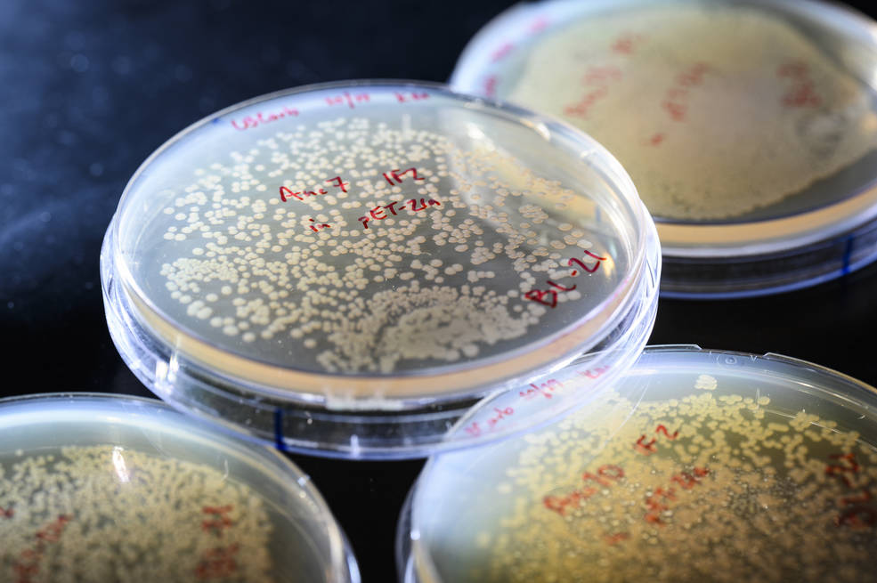 Petri dishes containing cultures of ancient DNA molecules are pictured in the research lab of Betül Kaçar, assistant professor of bacteriology, in the Microbial Sciences Building at the University of Wisconsin–Madison on Oct. 21, 2021. (Jeff Miller)