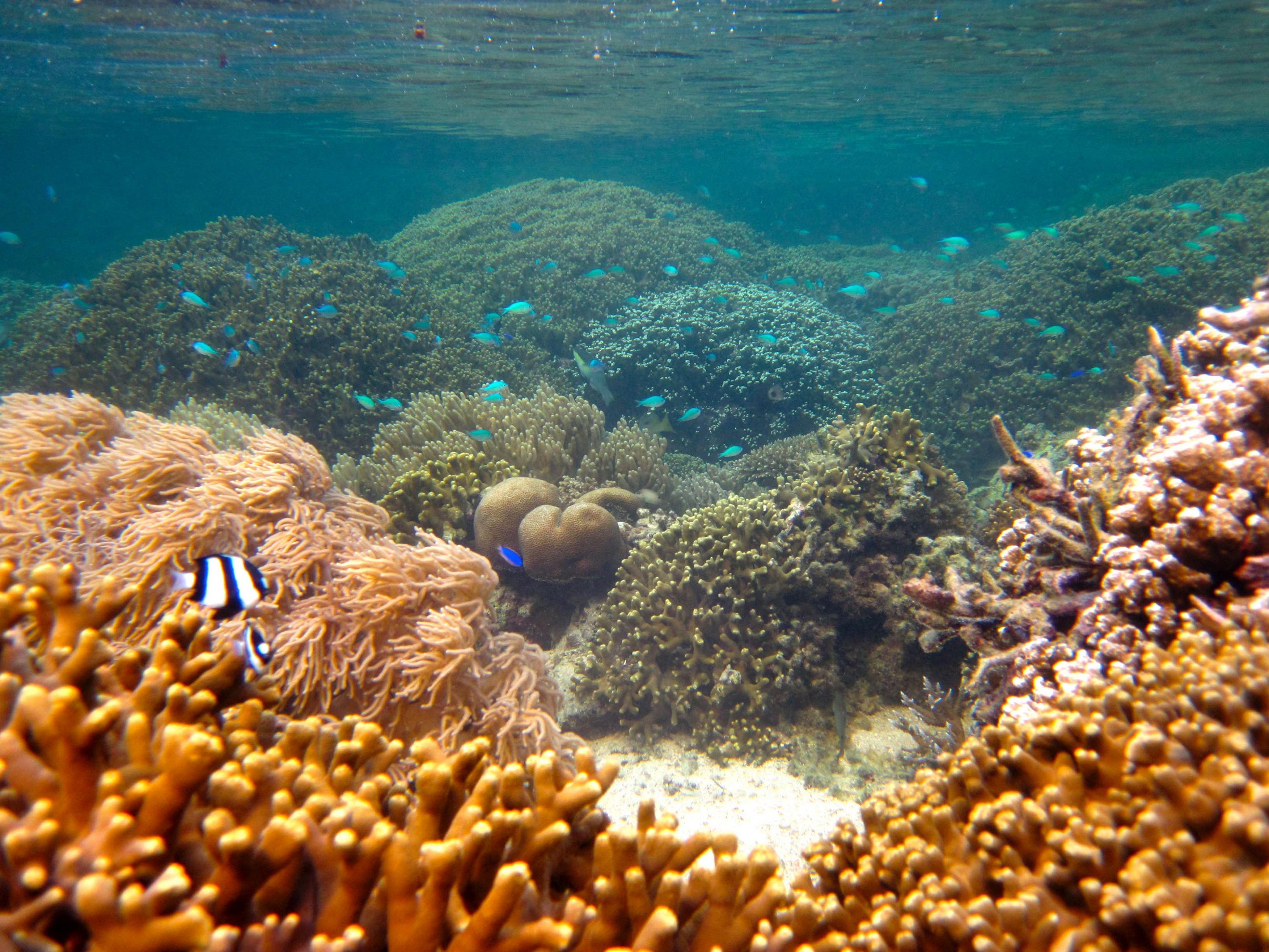 Size Matters For Marine Protected Areas Designed To Aid Coral School