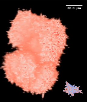 Multicellular yeast