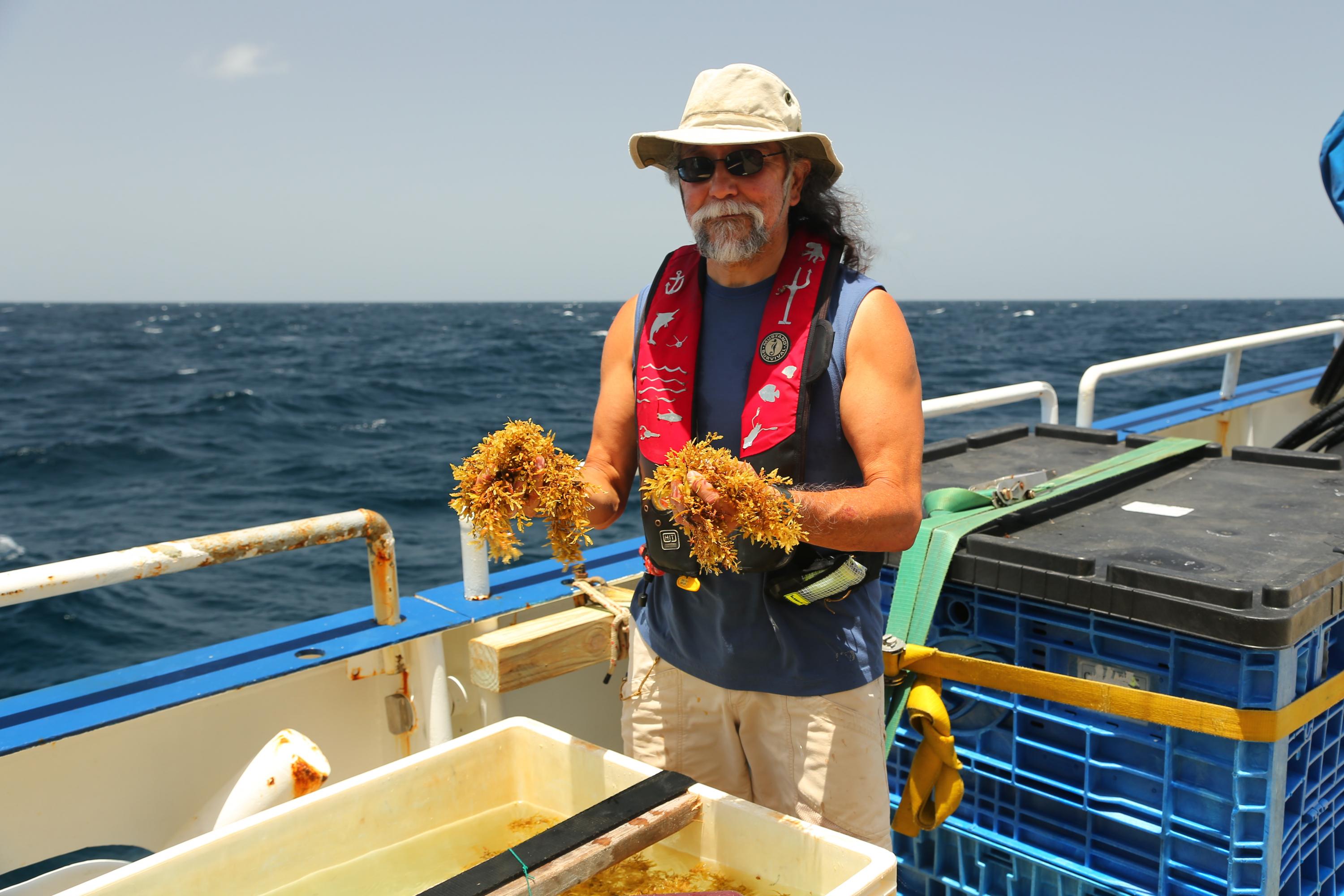 Joseph Montoya collecting Sargassum about 80 nautical miles off the coast of Barbados. (Credit: Lyra Montoya, University of Colorado)