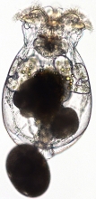 Female Rotifer