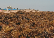 Beached Sargassum