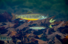 Brook Trout Brook Trout