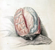 "Charles Bell Anatomy of the Brain, c. 1802" (Wikimedia Commons, Shaheen Lakhan)