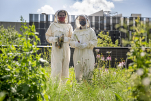 Bees 01 Bees 01
