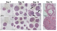 Impaired embryoid body differentiation