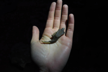 A jawbone unearthed in Natural Trap Cave, summer 2021. (Photo: Jess Hunt-Ralston) A jawbone unearthed in Natural Trap Cave, summer 2021. (Photo: Jess Hunt-Ralston)