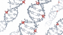 _0000_storici-ribonucleotides.jpg