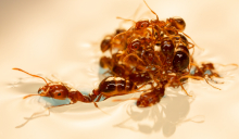 Ant raft closeup