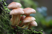 Fungi growing on plants in a forest