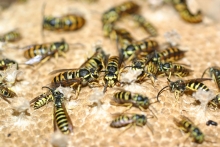 Yellow Jackets Yellow Jackets