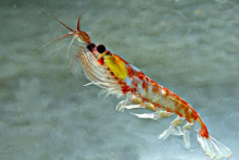 Krill
