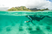 Cody Clements surveys rows of coral "gardens." (Photo Quentin Schull)