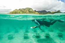 Cody Clements surveys rows of coral "gardens." (Photo Quentin Schull) Cody Clements surveys rows of coral "gardens." (Photo Quentin Schull)