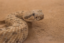 Sidewinder in trackway