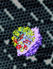 RNA backbone