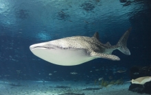 Whale Shark 1